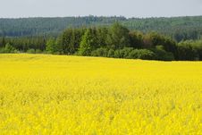 Oilseed Rape Field Royalty Free Stock Photo Oilseed Rape Field Royalty Free Stock Photo