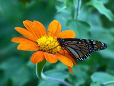 Monarch Butterfly Royalty Free Stock Photos