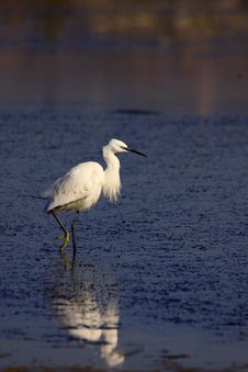 Little Egret Royalty Free Stock Images Little Egret Royalty Free Stock Images