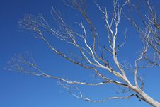 Dead White Tree Royalty Free Stock Images Dead White Tree Royalty Free Stock Images