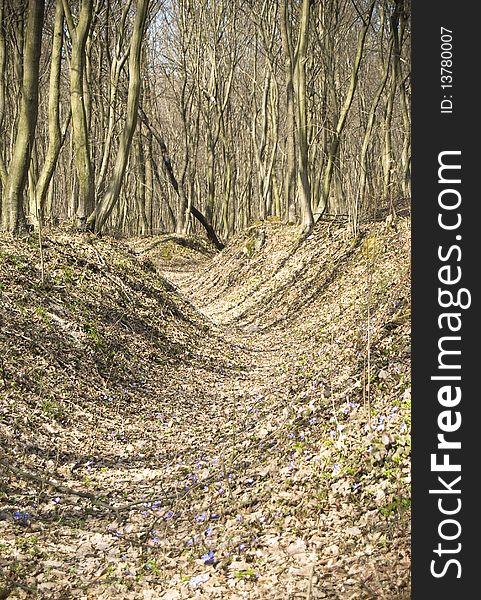 A spring forest landscape with a moat. A spring forest landscape with a moat