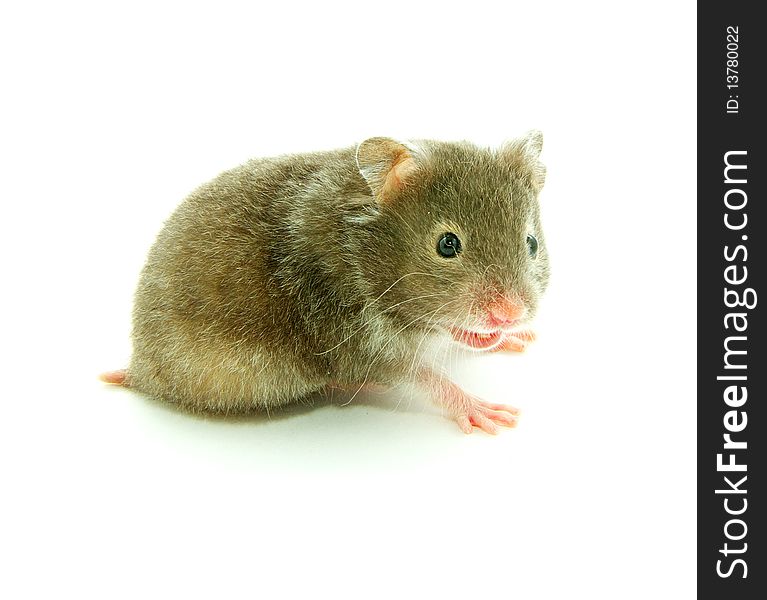 Hamster isolated on a white background