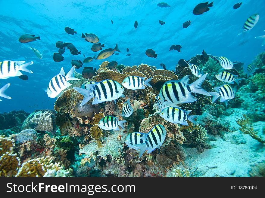 A small shoal of Sergeant major fish (abudefduf vaigiensis) over a coral reef. Red Sea, Egypt.