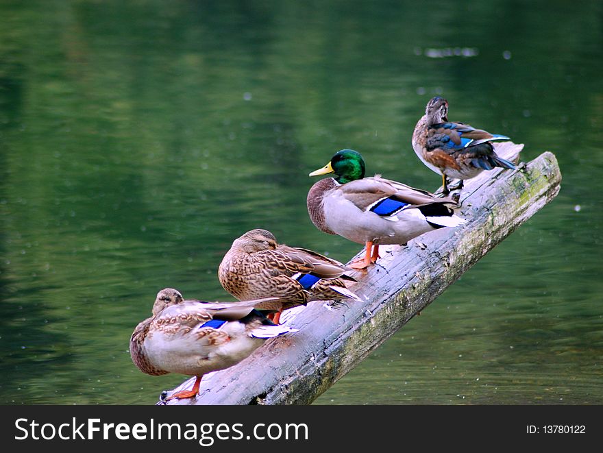 Wild ducks are resting on the log