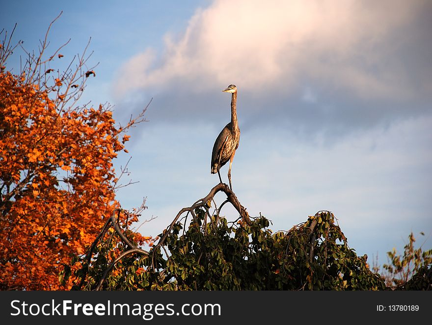 Heron is resting on the top of the tree