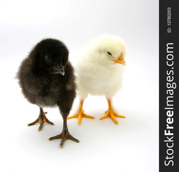 A baby chicks over a white background