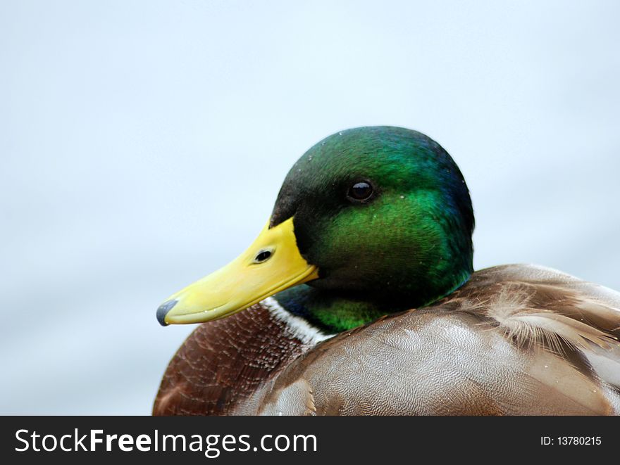 Wild duck's portrait is depicted with the sky as a background