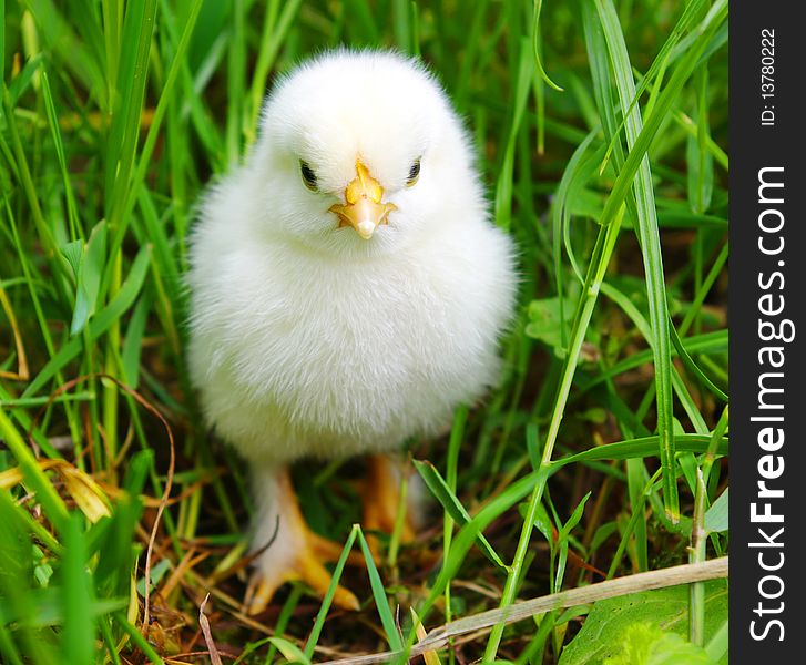 Little  chicken on a grass