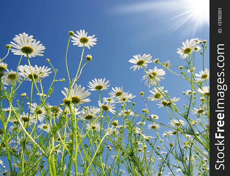 Beautiful white chamomiles on a sky