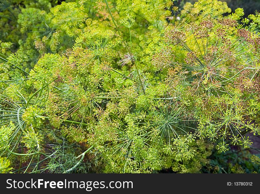 Blooming Fennel In A Garden