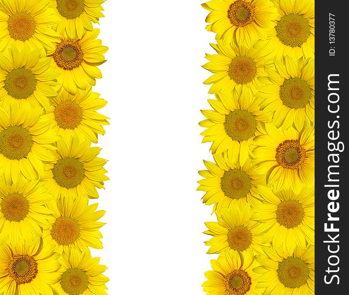 Sunflowers Isolated