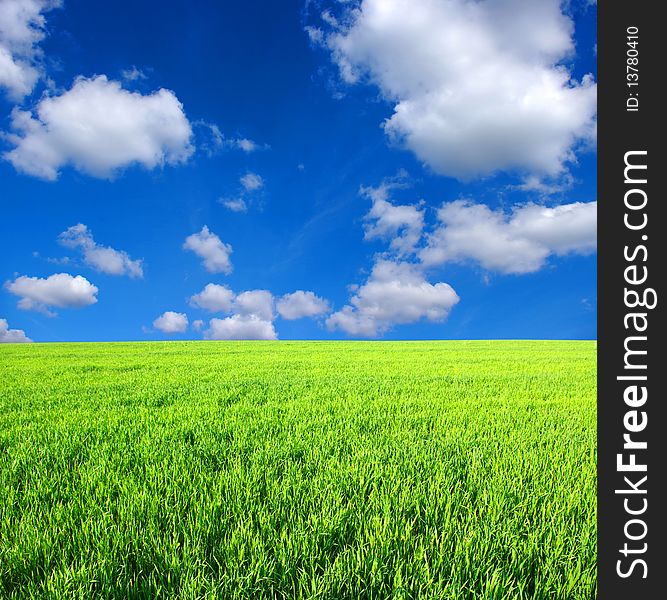 Field -green grass, the blue sky and white clouds. Field -green grass, the blue sky and white clouds