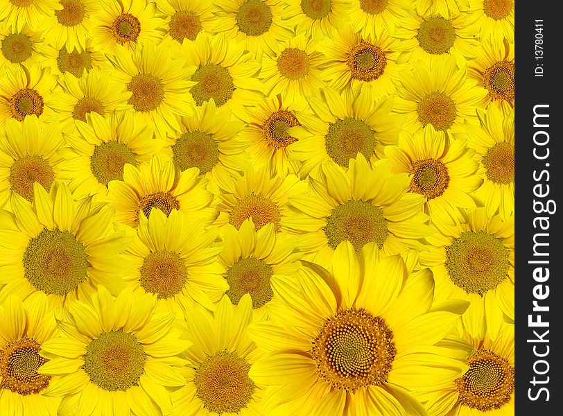 Beautiful yellow sunflowers petals closeup