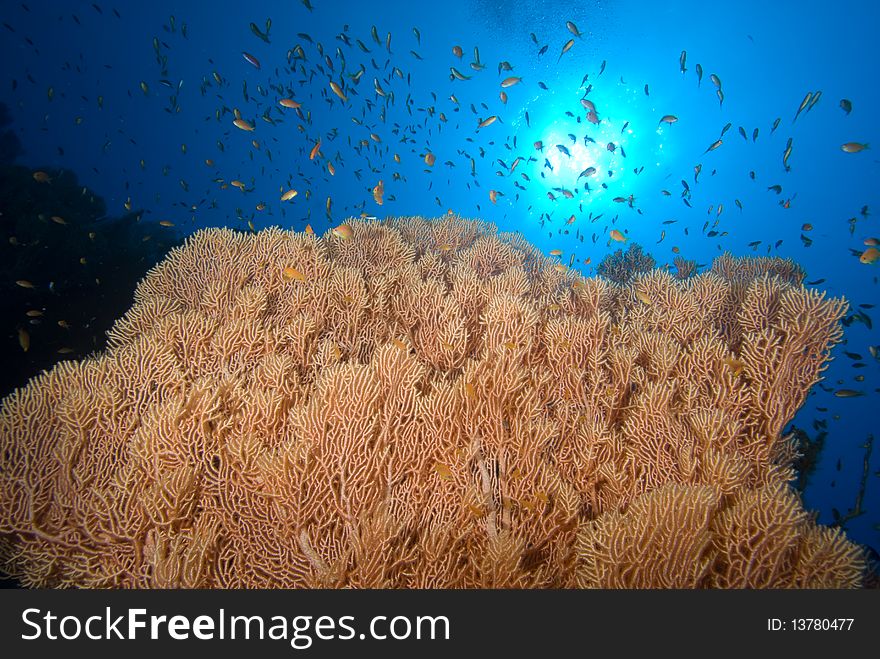 Soft coral sea fan with blue background