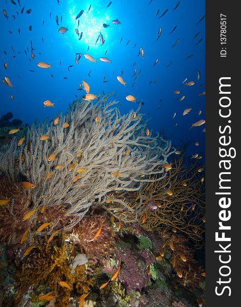 Tropical Coral Reef with blue background and sun. Tropical Coral Reef with blue background and sun