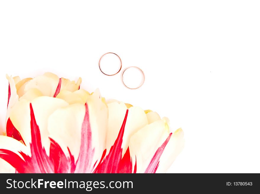 Yellow tulips with wedding rings isolated on white. Yellow tulips with wedding rings isolated on white
