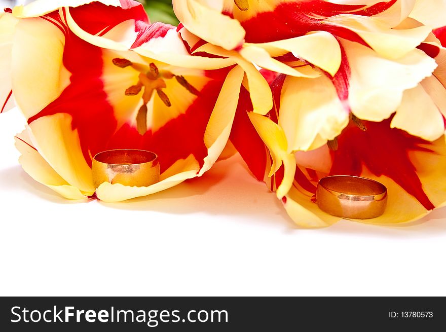 Two gold rings in tulip isolated on white. Two gold rings in tulip isolated on white
