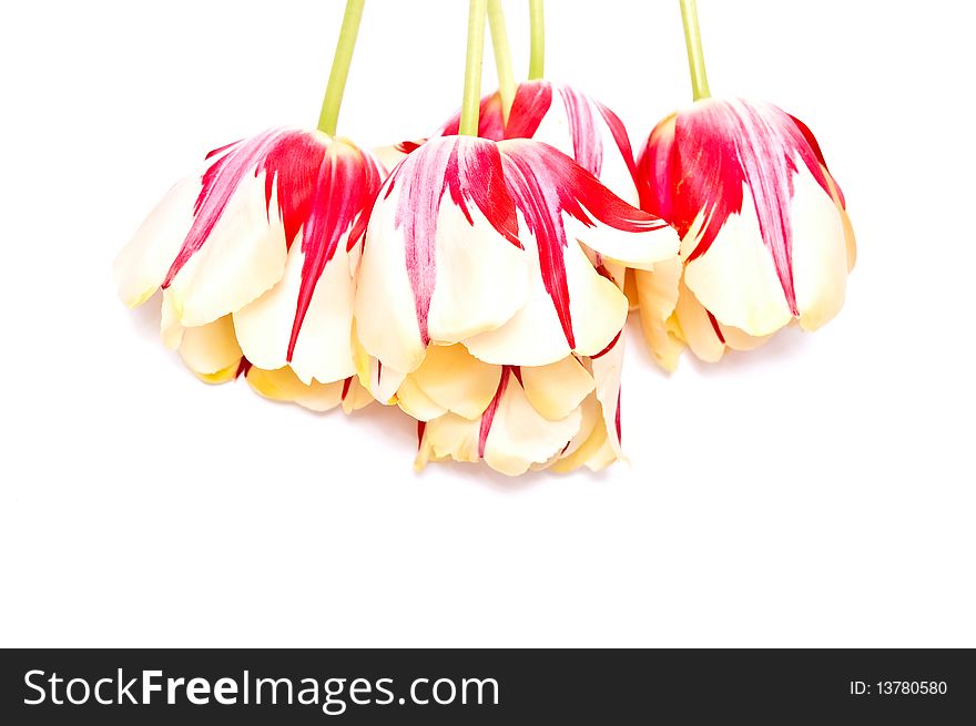 Red with yellow tulips isolated on white background