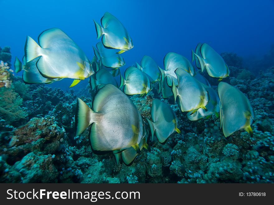 A small shoal of Circular batfish (Platax orbicularis) over a coral reef. Red Sea, Egypt.