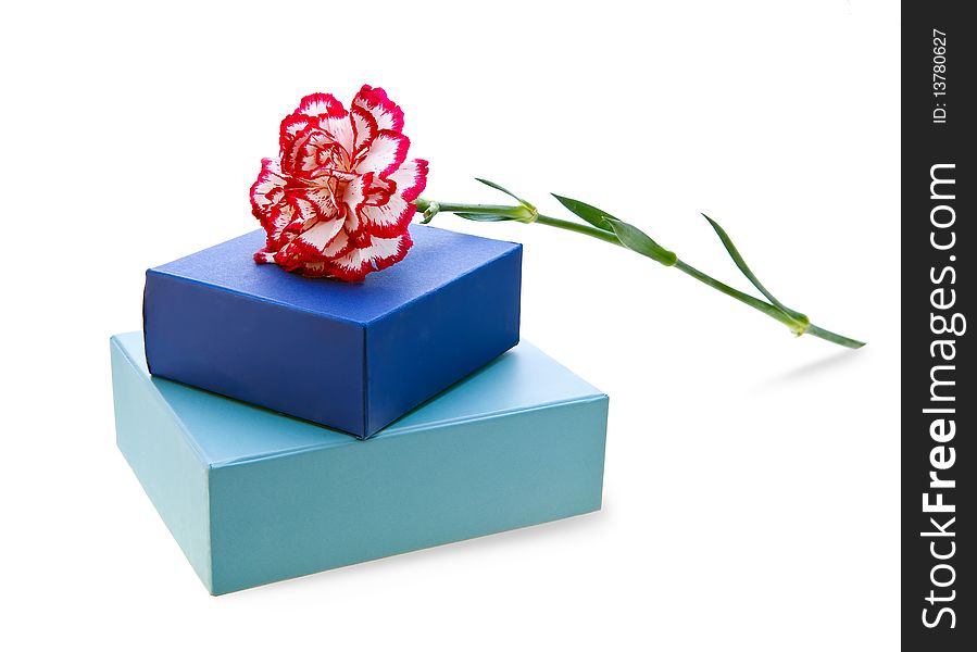 Carnation and blue gift box isolated on white with clipping path