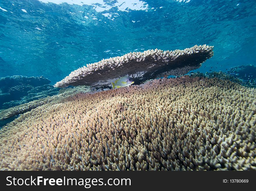 Low angle view of a hard table coral reef. Red Sea, Egypt. Low angle view of a hard table coral reef. Red Sea, Egypt.