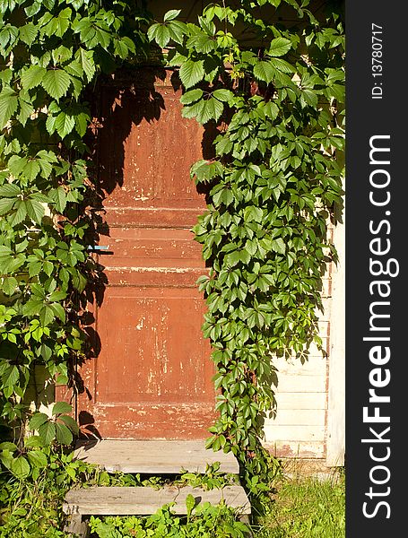 The old door twined an ivy at sunny day