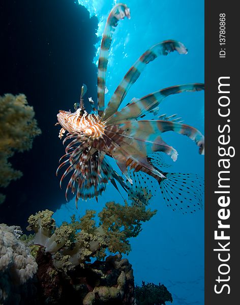 Common lionfish (Pterois miles), low wide angle view  of one adult over coral reef. Gulf of Aqaba, Red Sea, Egypt. Common lionfish (Pterois miles), low wide angle view  of one adult over coral reef. Gulf of Aqaba, Red Sea, Egypt.