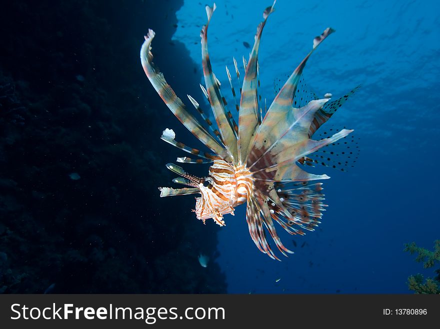 Lionfish Over Coral Reef