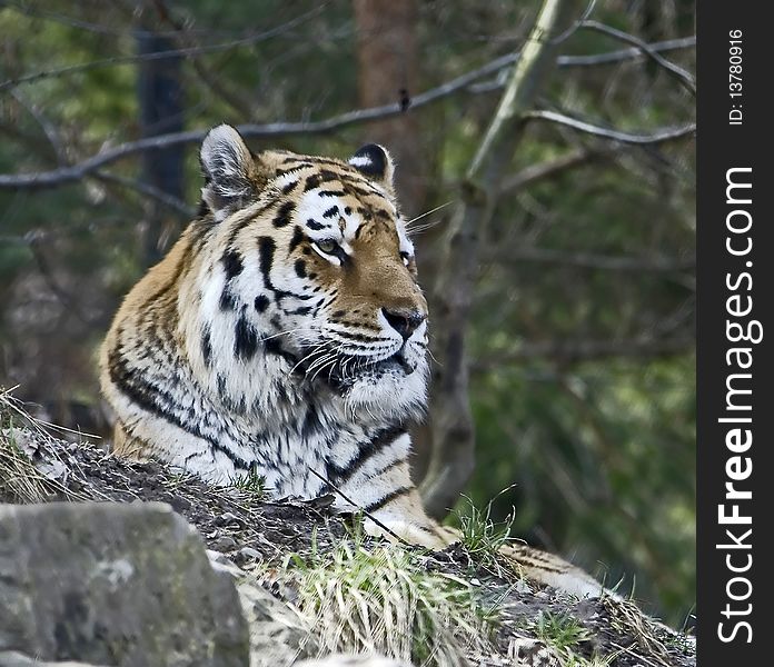 Siberian tiger. Latin name - Panthera tigris altaica. Siberian tiger. Latin name - Panthera tigris altaica