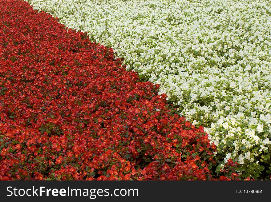 Flower bed with flowers of two colors