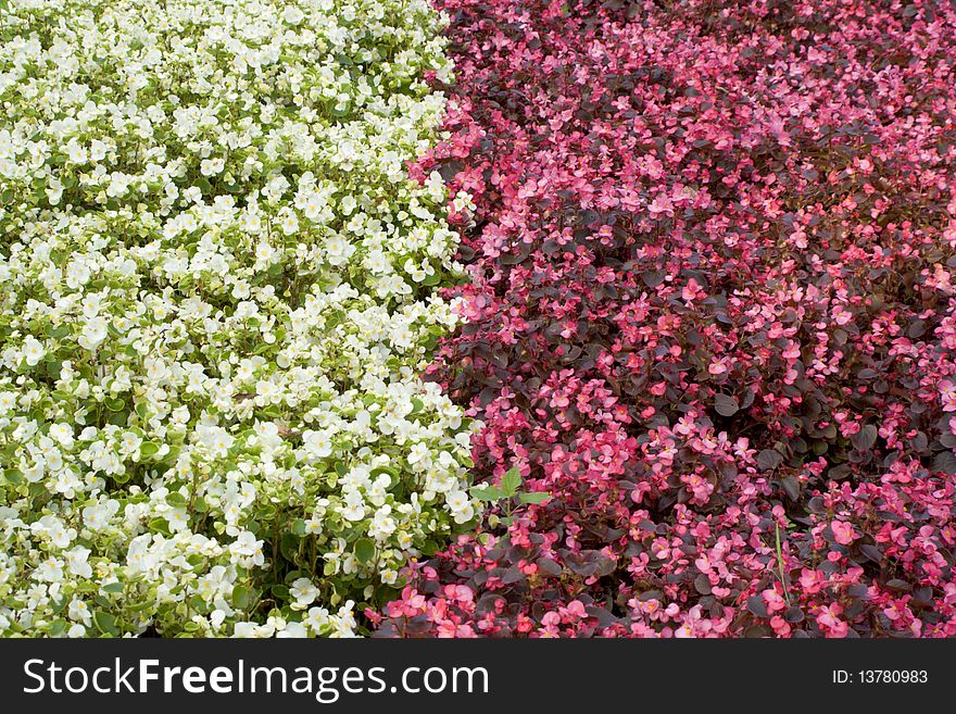 Flower bed with flowers