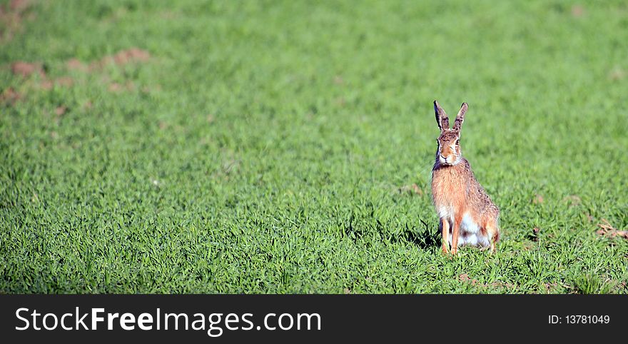 A photo of a european hare