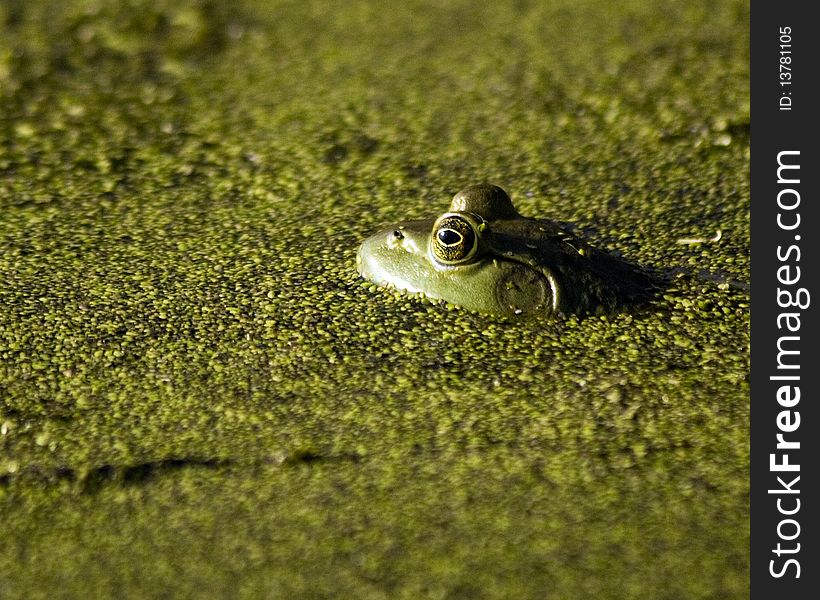 Closeup of a green frog