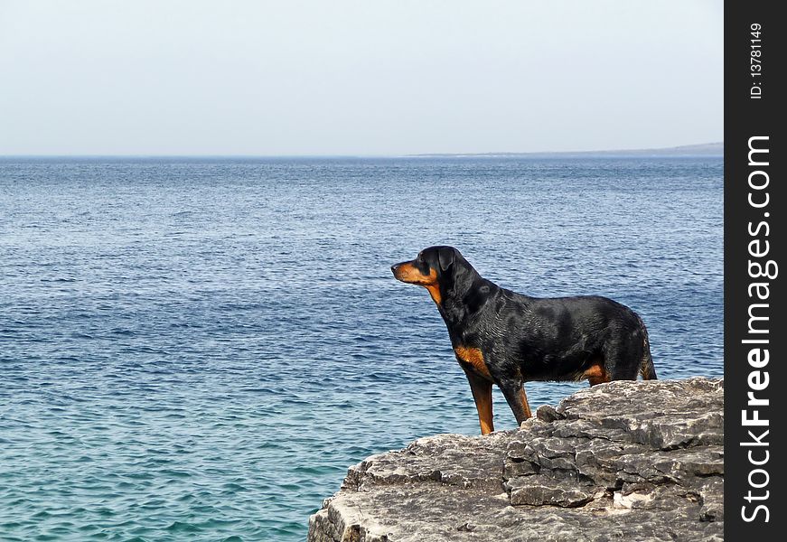 Image of a dog looking out over big water on a rocky coast. Image of a dog looking out over big water on a rocky coast
