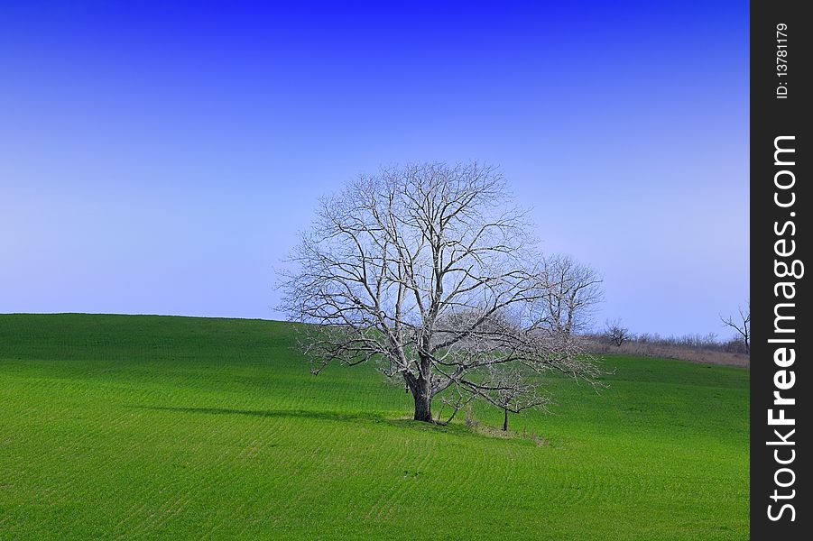 Green Grass And Lonely Tree