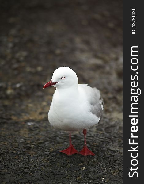 Seagull Standing In The Dirt