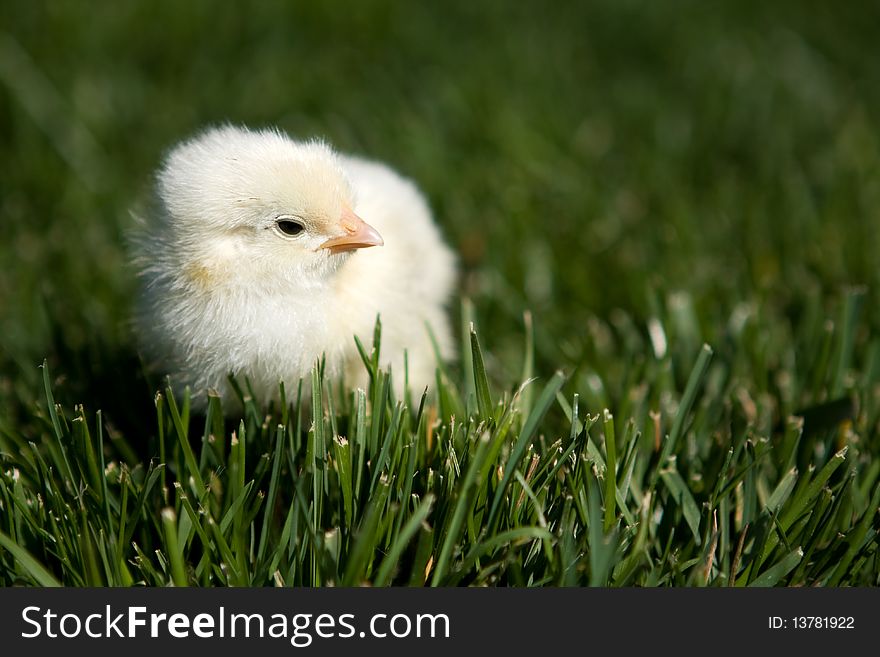 A little yellow chick walks on across a green lawn before Easter Day. A little yellow chick walks on across a green lawn before Easter Day.