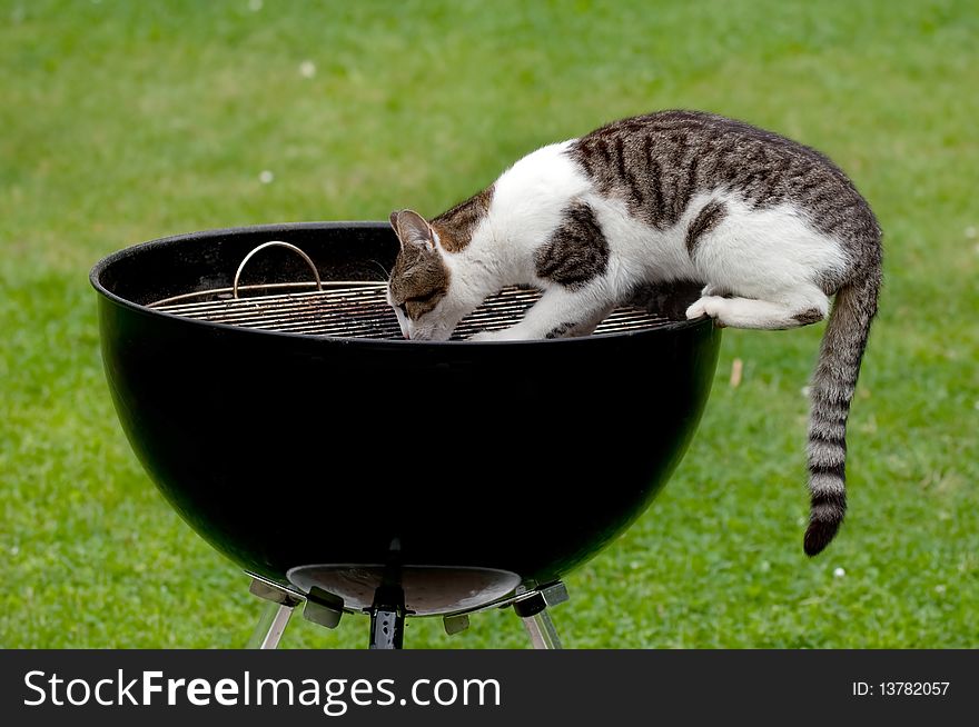 A hungry cat sitting on a barbecue grill