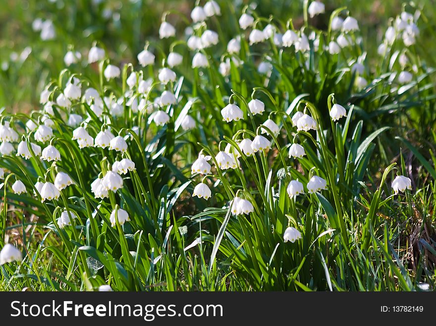 Spring snowflake in free nature  â€“ groups flowers