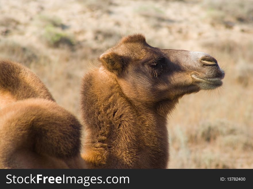 Camel sand desert dromedary safari