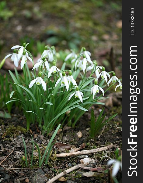 The cheerful snowdrops are close-up. The cheerful snowdrops are close-up