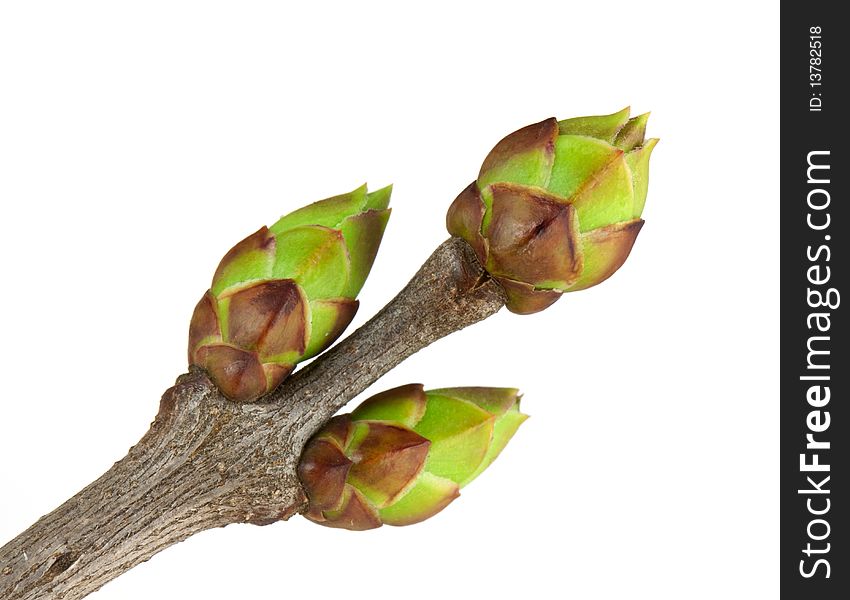 Buds of lilac isolated on white background