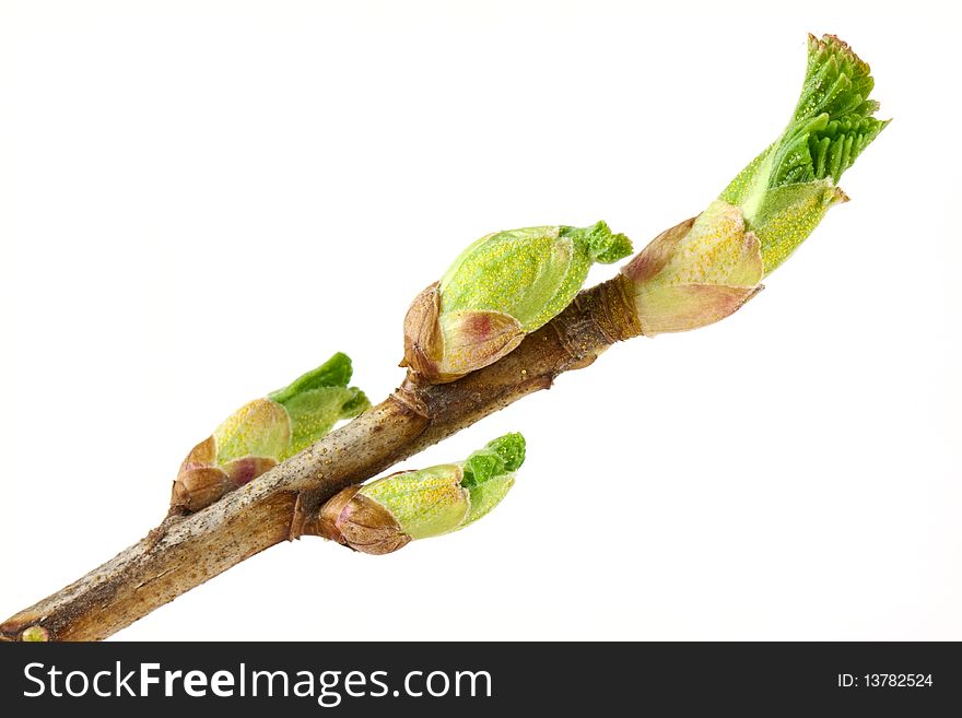 Currant buds isolated on white background