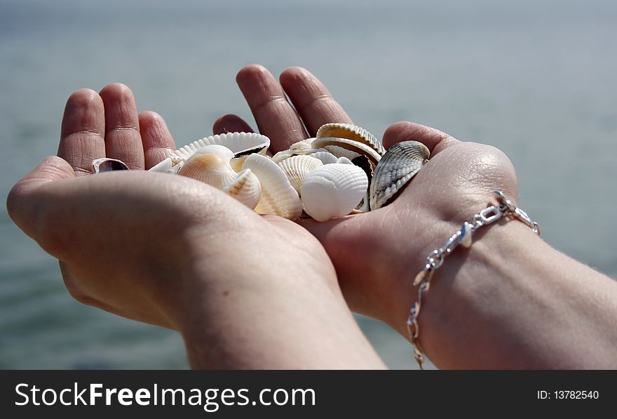 Hands holding many sea shells