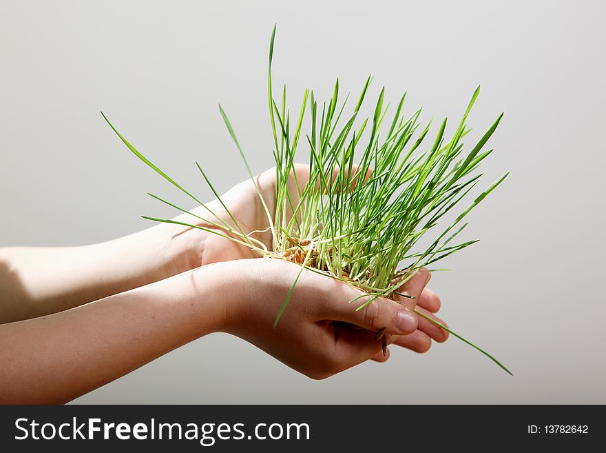 Sprouts in hands of men. Sprouts in hands of men