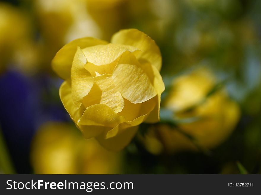 Double buttercup close up against a grass. Double buttercup close up against a grass