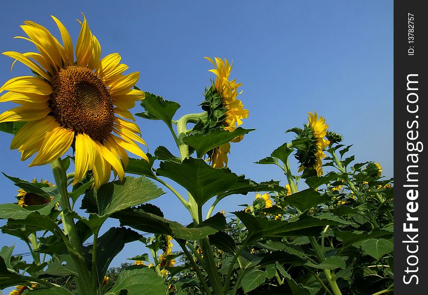 This is a little field of sunflowers backside school. This is a little field of sunflowers backside school