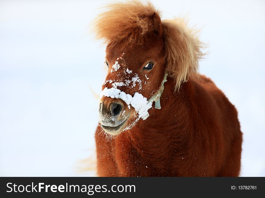 A photo of a pony in winter