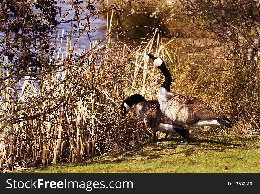 Two canada geese on the grass bank of the lake with grass bushers and a lake