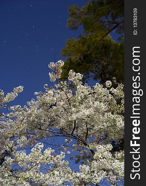 Cherry Blossoms lit entirely by the light of a full moon. Slight star trails have occurred due to a long exposure. Cherry Blossoms lit entirely by the light of a full moon. Slight star trails have occurred due to a long exposure.